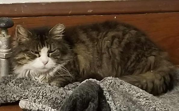 Enlarge Patches, a Adoptable Domestic Medium Hair in Roslindale, MA image 5/5