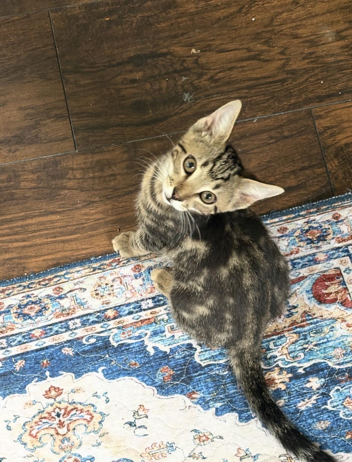 Garden patch ( Patch), a ADOPTABLE Domestic Short Hair in Kannapolis, NC image 3/6