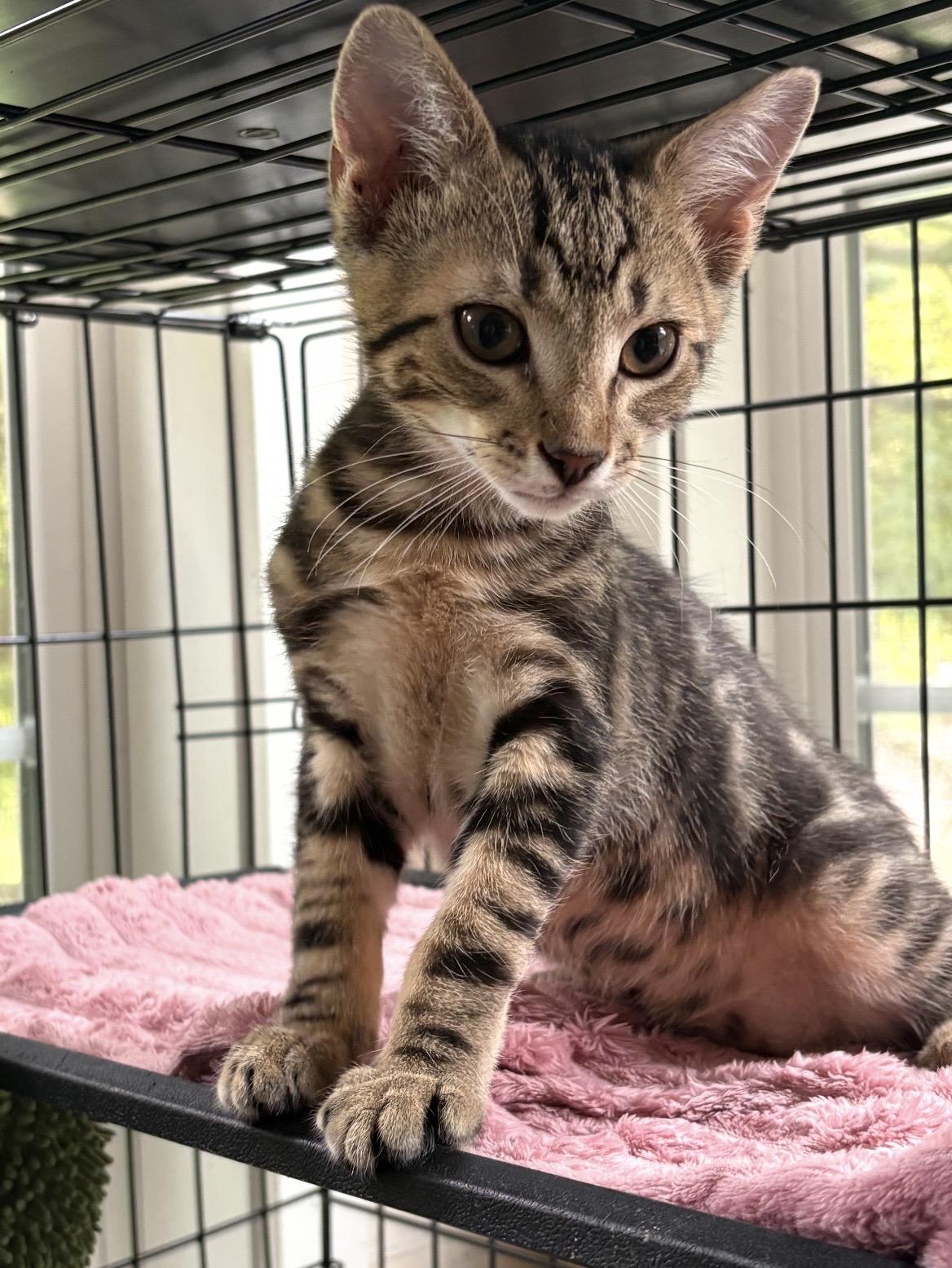 Garden patch ( Patch), a ADOPTABLE Domestic Short Hair in Kannapolis, NC image 4/6