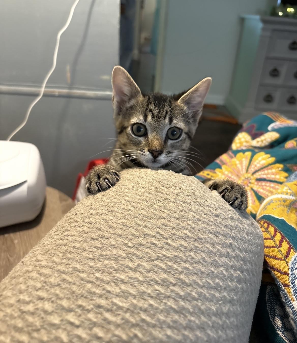Garden patch ( Patch), a ADOPTABLE Domestic Short Hair in Kannapolis, NC image 6/6