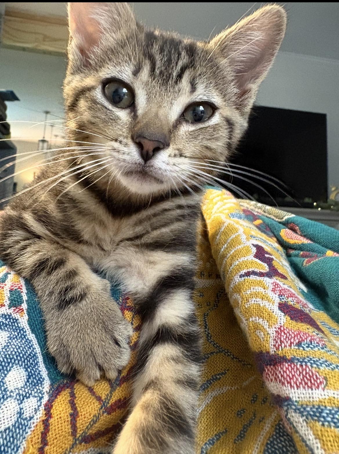 Garden patch ( Patch), a ADOPTABLE Domestic Short Hair in Kannapolis, NC image 2/6