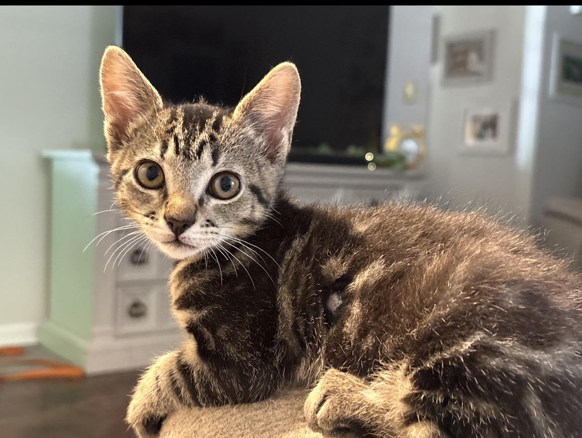 Garden patch ( Patch), a ADOPTABLE Domestic Short Hair in Kannapolis, NC image 1/6