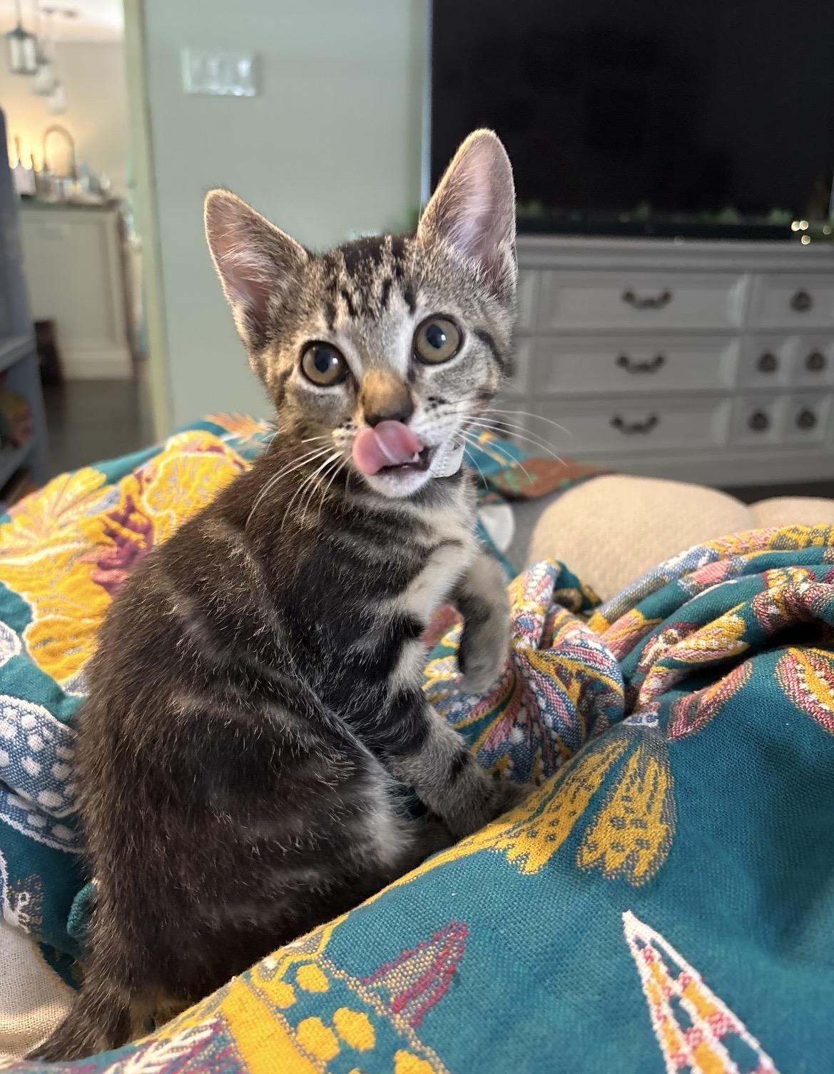 Garden patch ( Patch), a ADOPTABLE Domestic Short Hair in Kannapolis, NC image 5/6