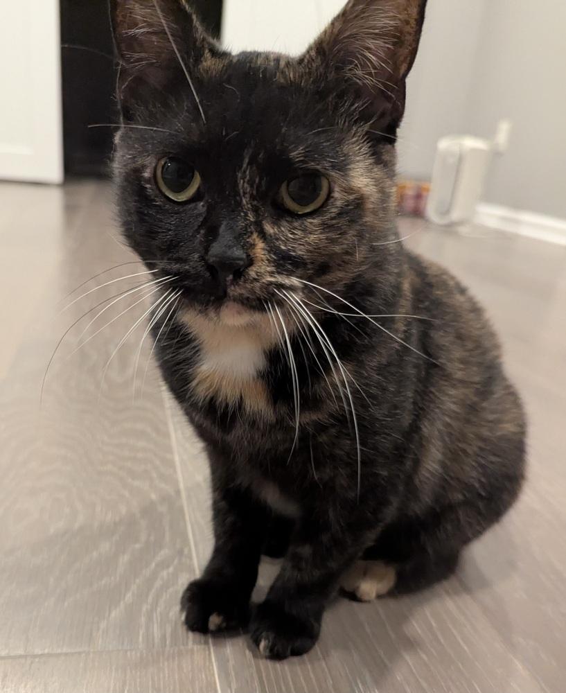 Granola, Adoptable, Young Female Domestic Short Hair & Domestic Short Hair.
