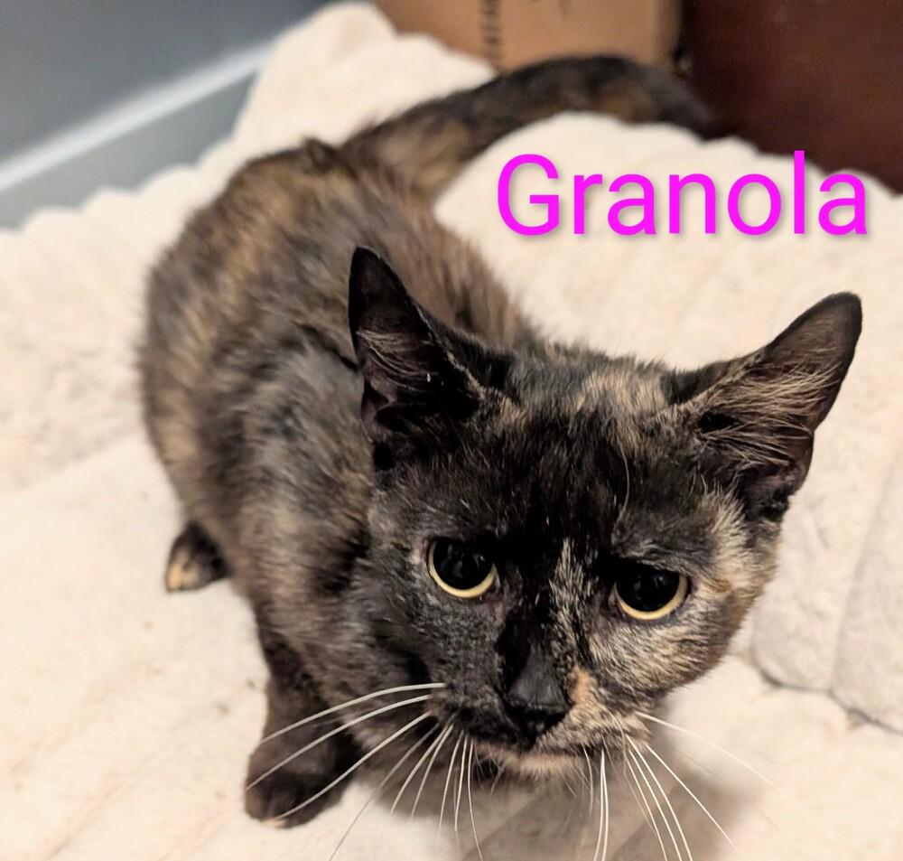 Enlarge Granola, a Adoptable mixed breed in Springdale, PA image 3/5