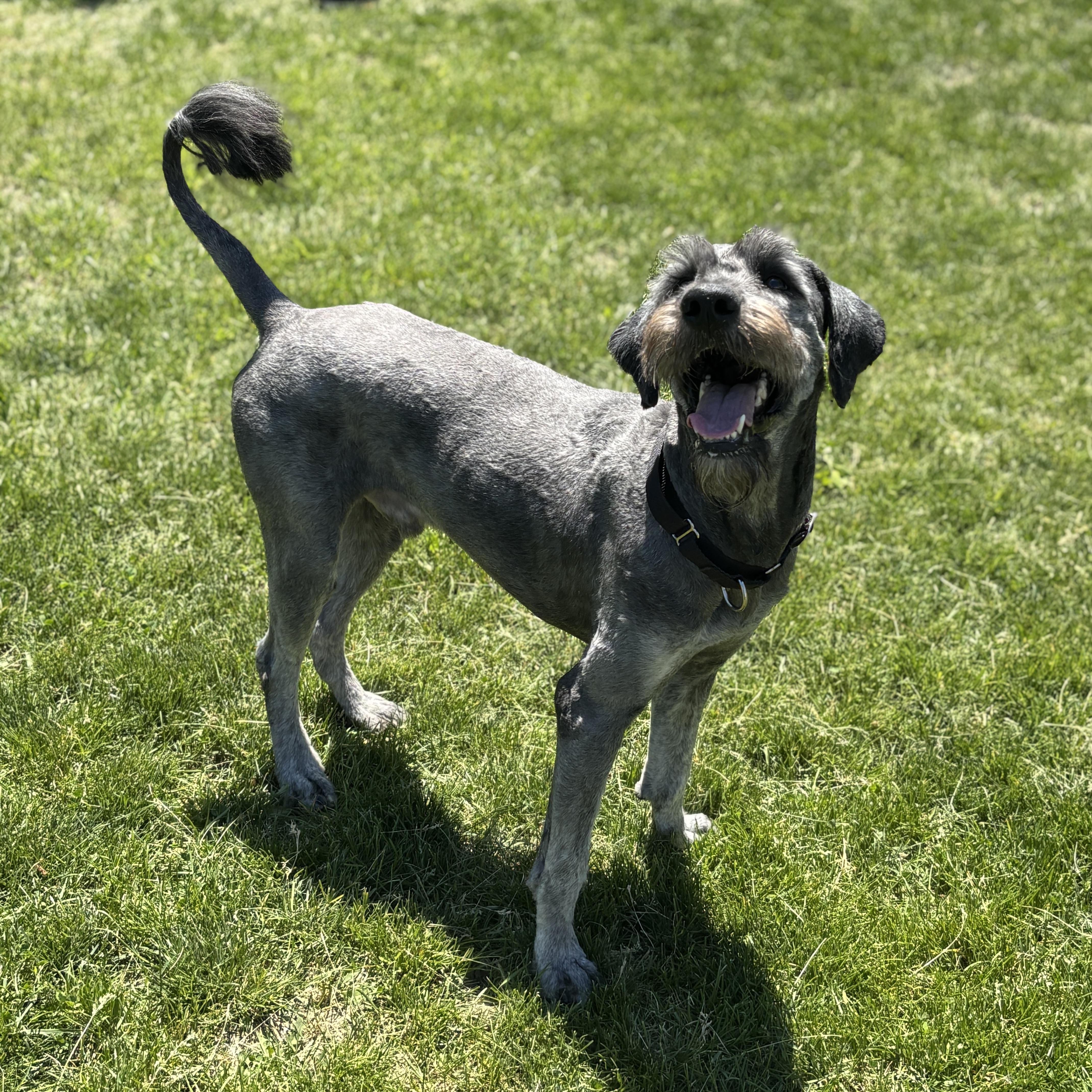 Enlarge Cody, an adoptable mixed breed in Mississauga, ON image 2/6