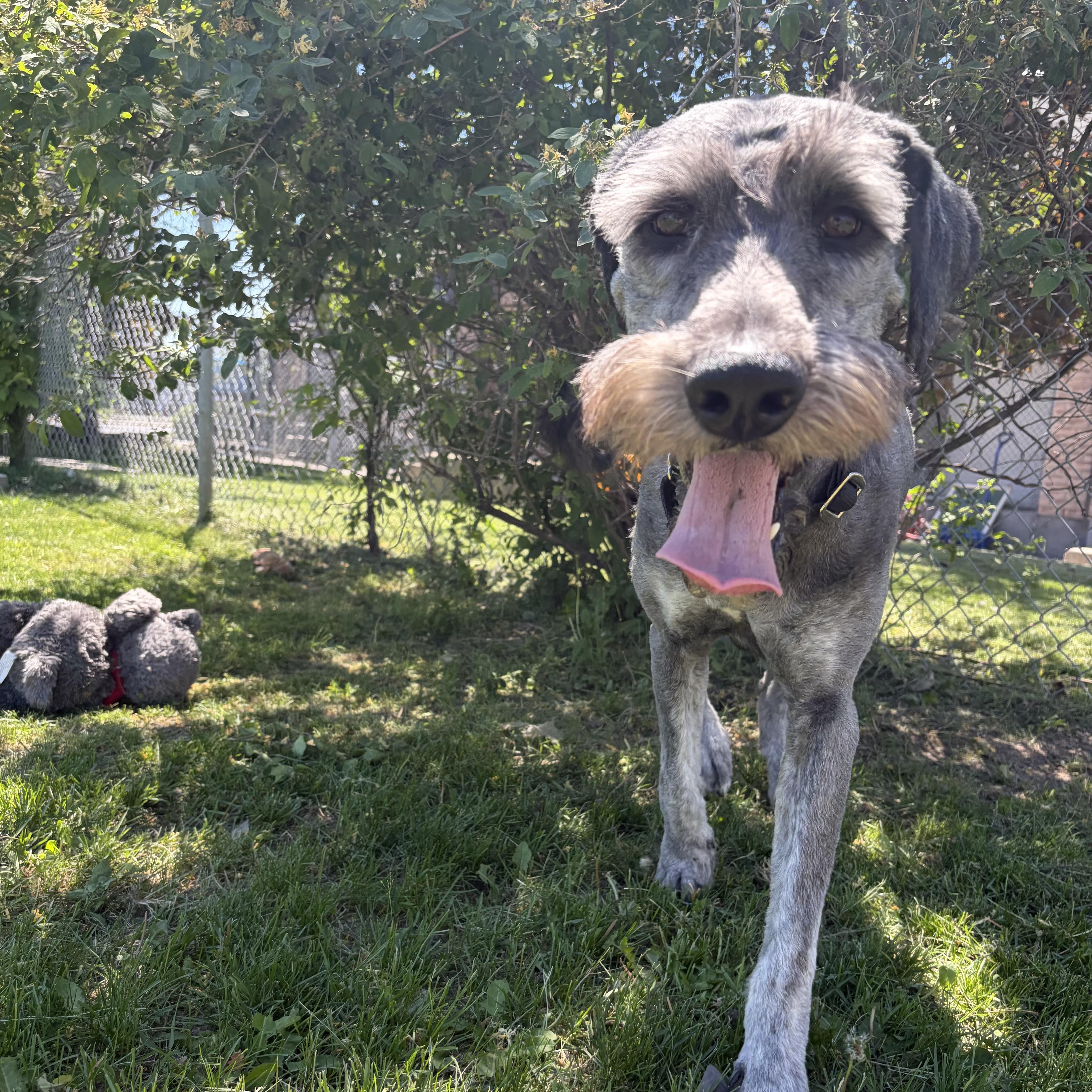 Enlarge Cody, an adoptable mixed breed in Mississauga, ON image 3/6