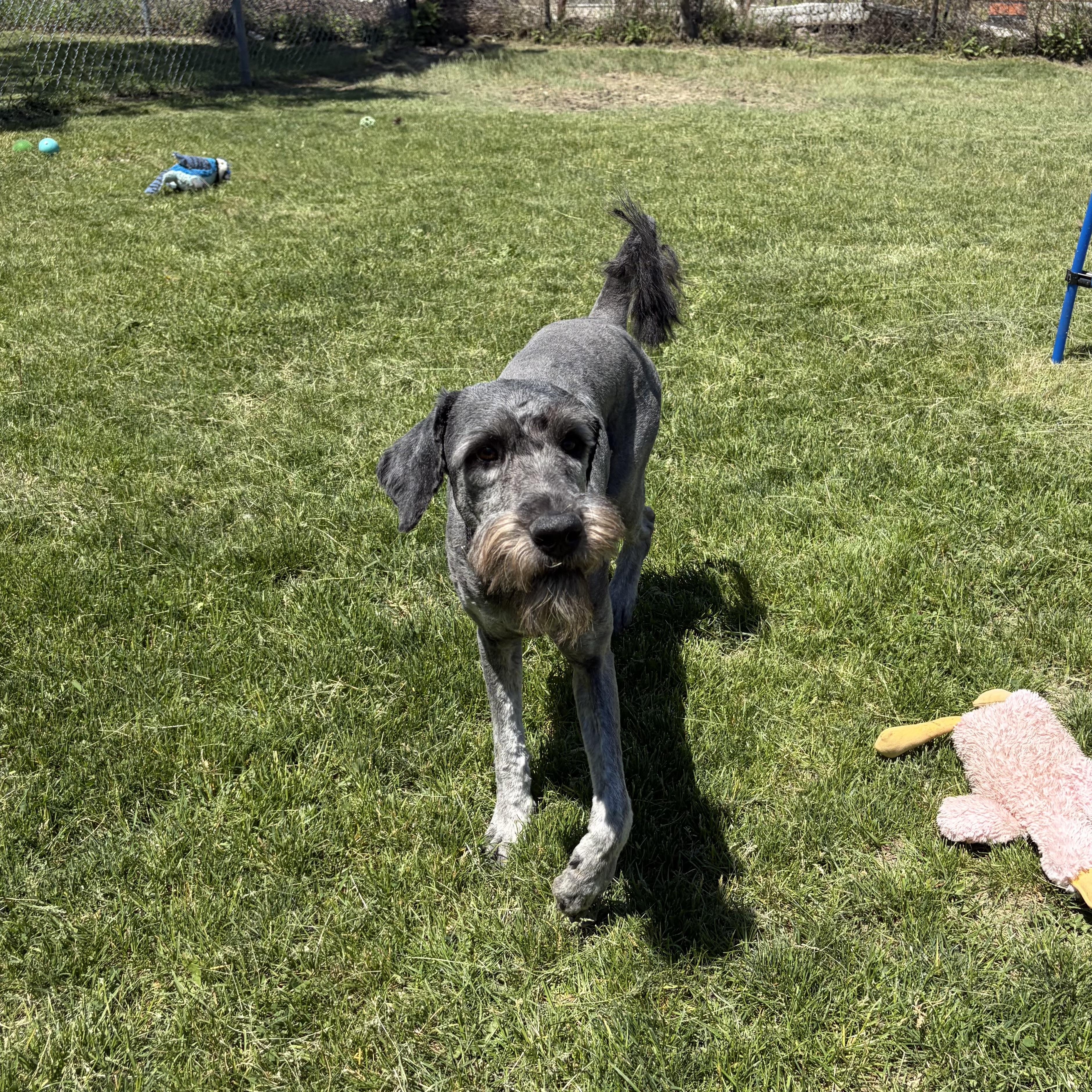 Enlarge Cody, an adoptable mixed breed in Mississauga, ON image 5/6