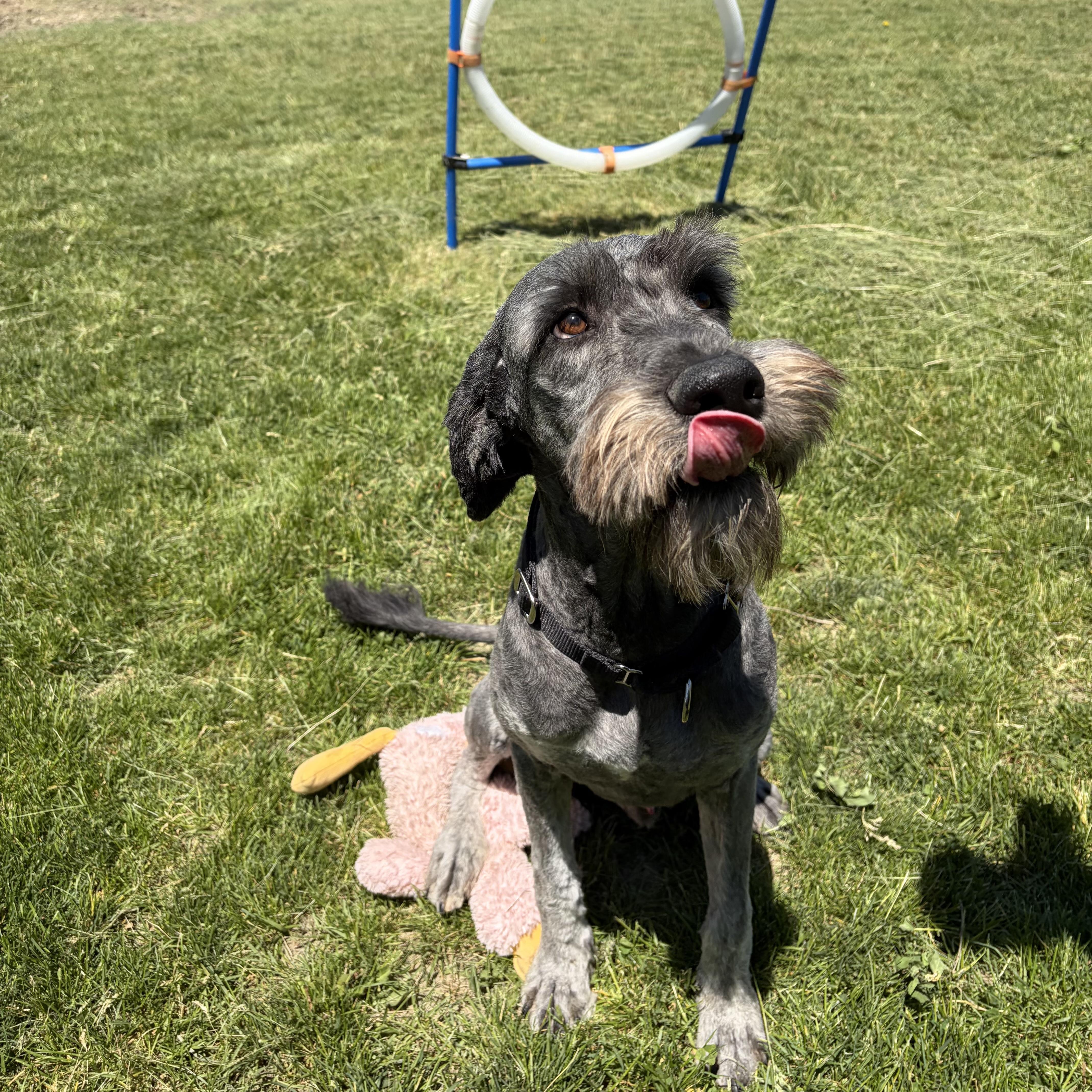 Cody, adoptable, Adult Male Labradoodle.