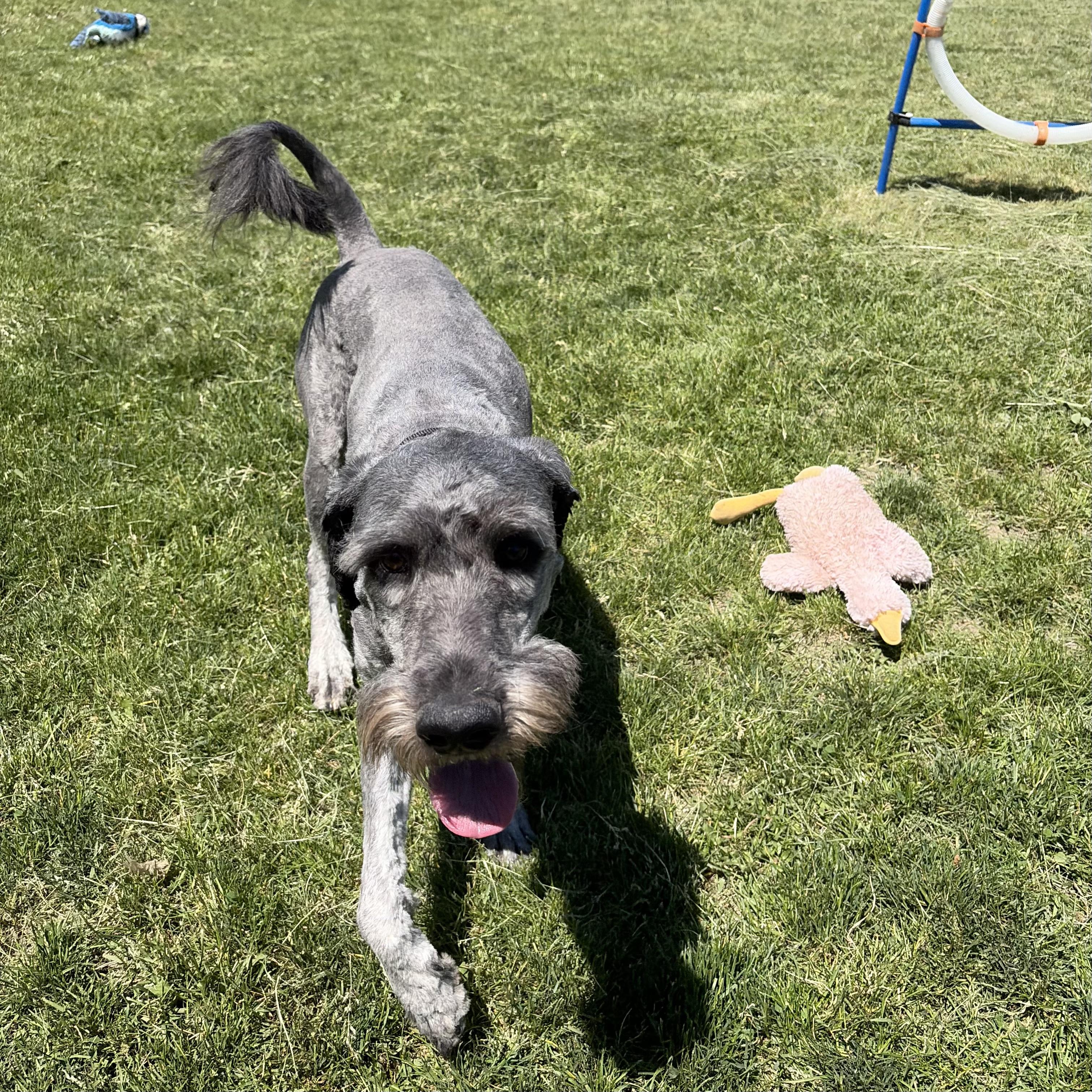 Enlarge Cody, an adoptable mixed breed in Mississauga, ON image 6/6