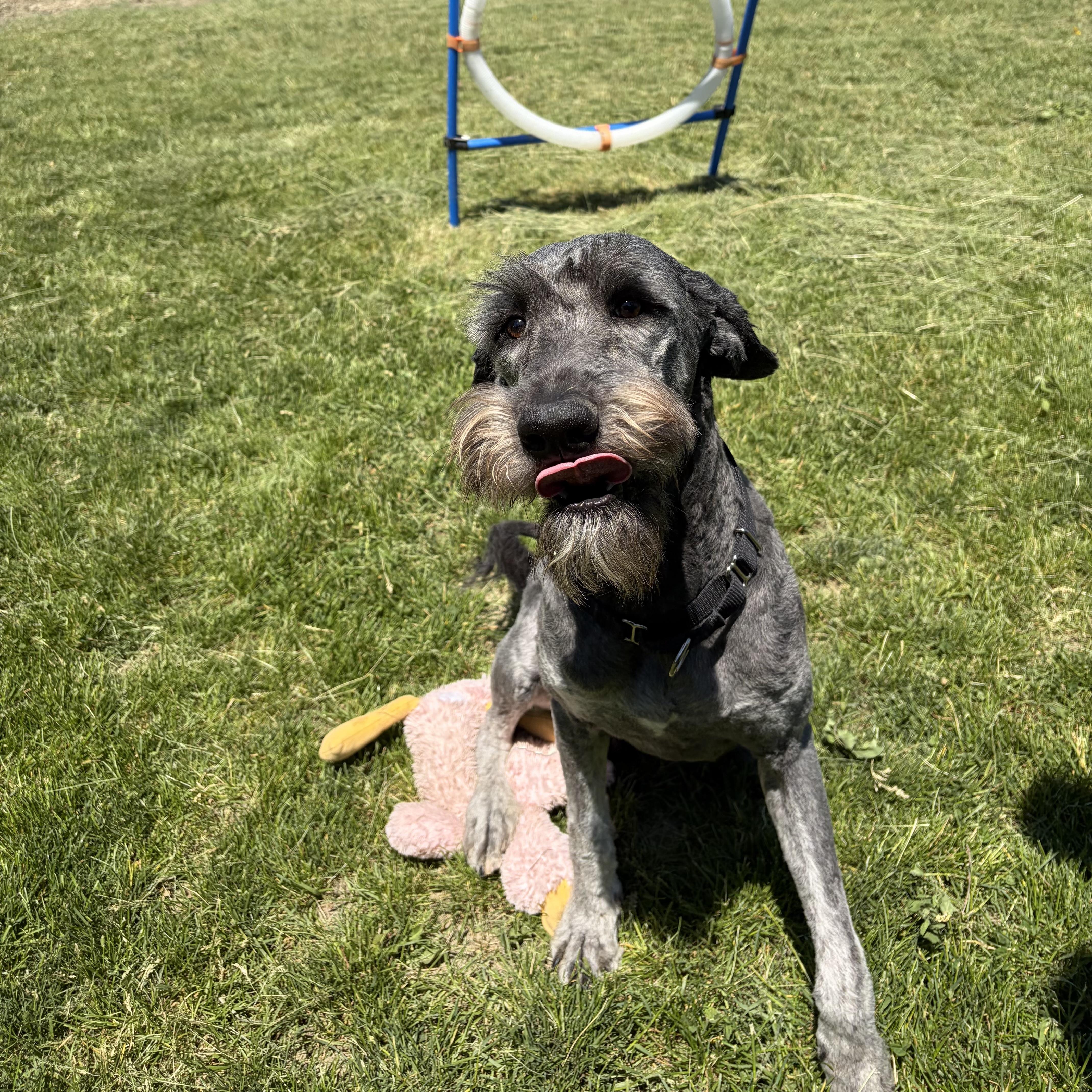 Enlarge Cody, an adoptable mixed breed in Mississauga, ON image 4/6