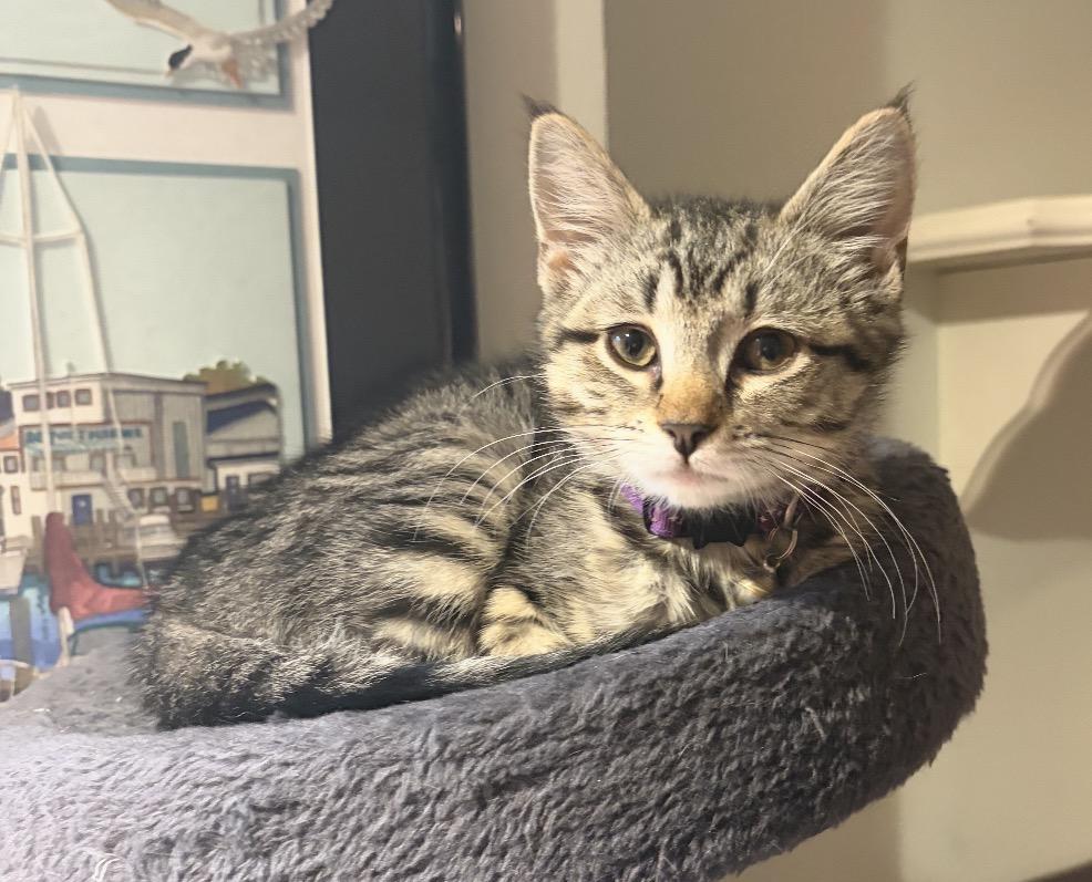 Penny, a ADOPTABLE mixed breed in Mendham, NJ image 1/5
