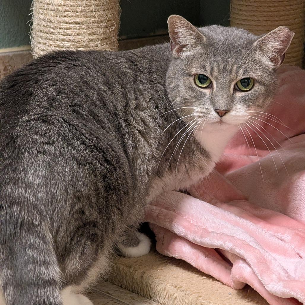 Bashful, Adoptable, Senior Female Domestic Short Hair.
