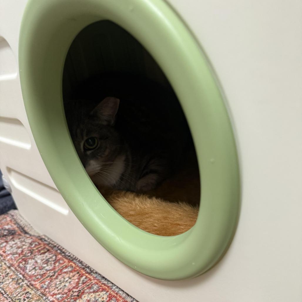 Enlarge Bashful, a Adoptable Domestic Short Hair in Titusville, FL image 2/2