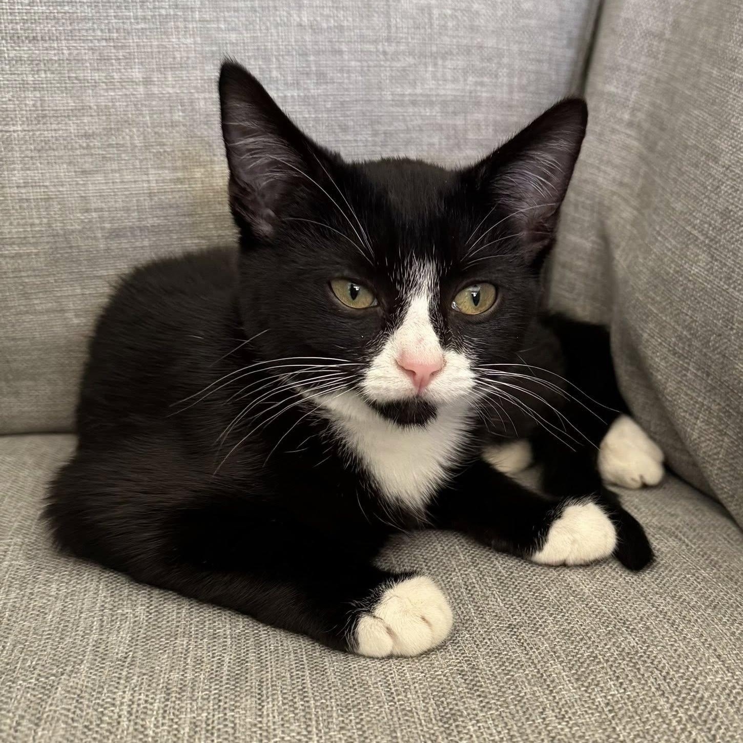 Sparrow, a ADOPTABLE Domestic Short Hair in Queen Creek, AZ image 1/5