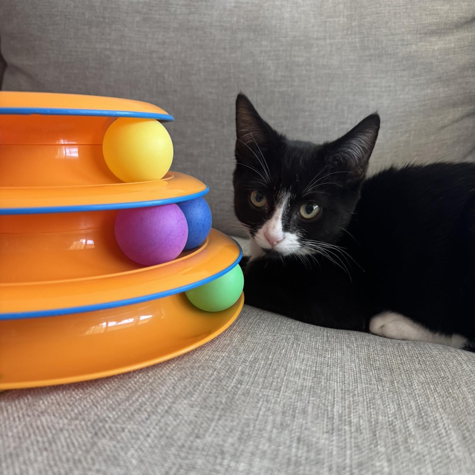 Sparrow, a ADOPTABLE Domestic Short Hair in Queen Creek, AZ image 2/5