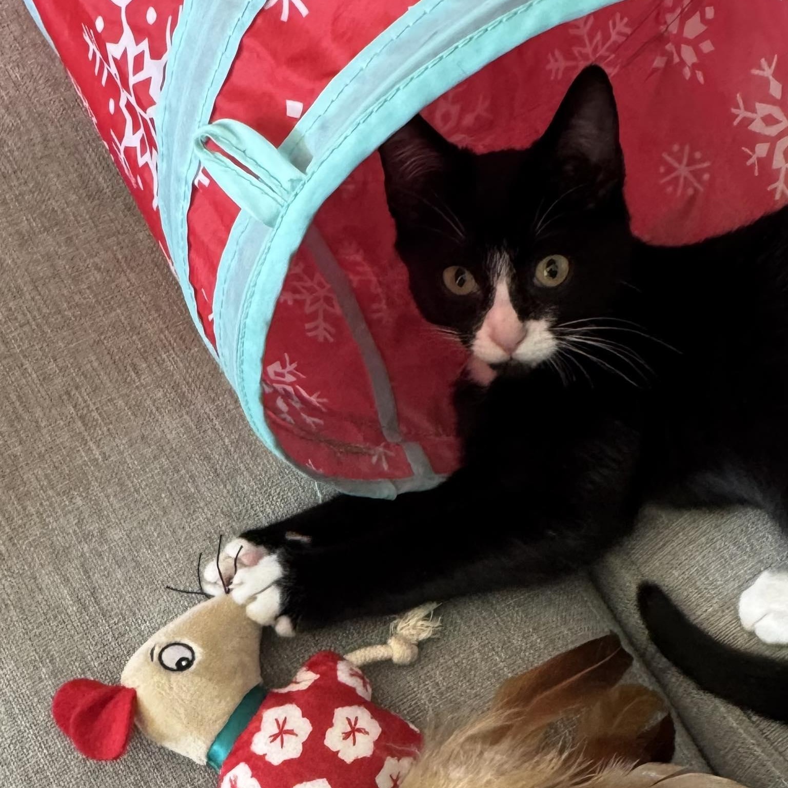 Sparrow, a ADOPTABLE Domestic Short Hair in Queen Creek, AZ image 3/5