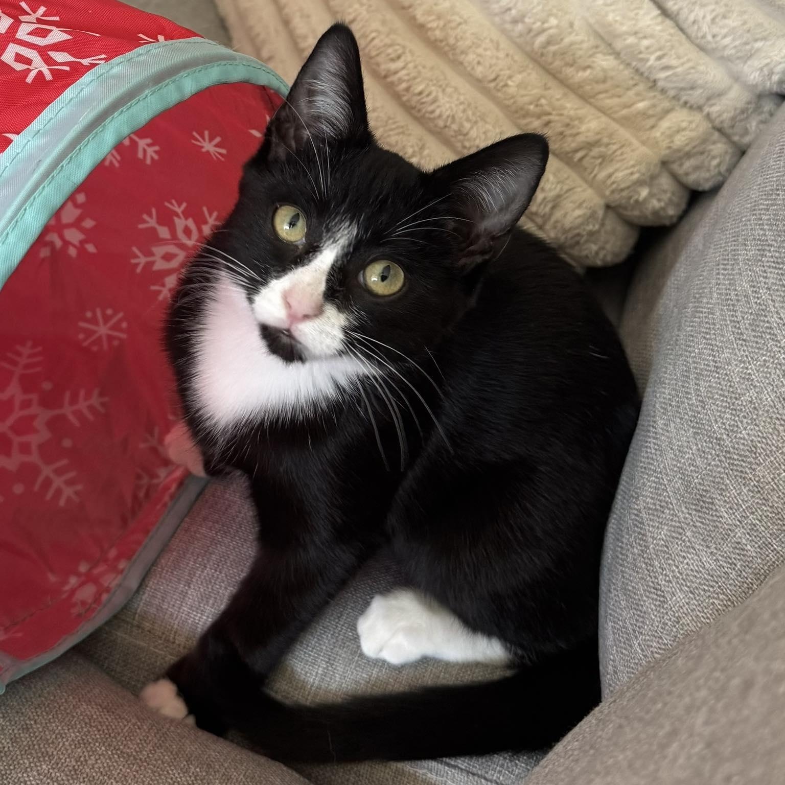 Sparrow, a ADOPTABLE Domestic Short Hair in Queen Creek, AZ image 4/5