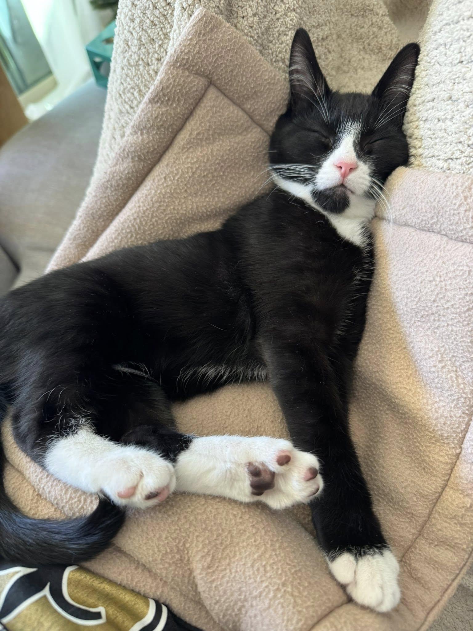 Sparrow, a ADOPTABLE Domestic Short Hair in Queen Creek, AZ image 5/5