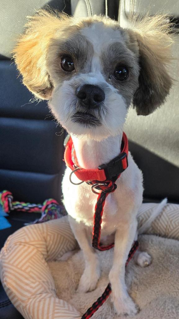 ACE, a Adopted Maltese in San Antonio, TX image 1/3