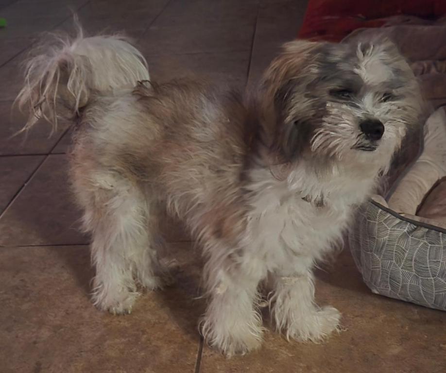 ACE, a Adopted Maltese in San Antonio, TX image 2/3