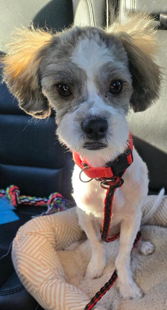 ACE, a Adopted Maltese in San Antonio, TX image 3/3