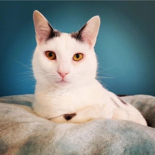 Mello — thumbnail 3