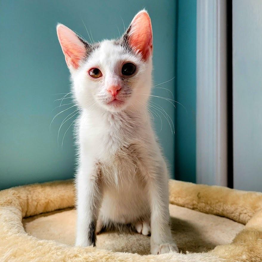 Mello — thumbnail 4