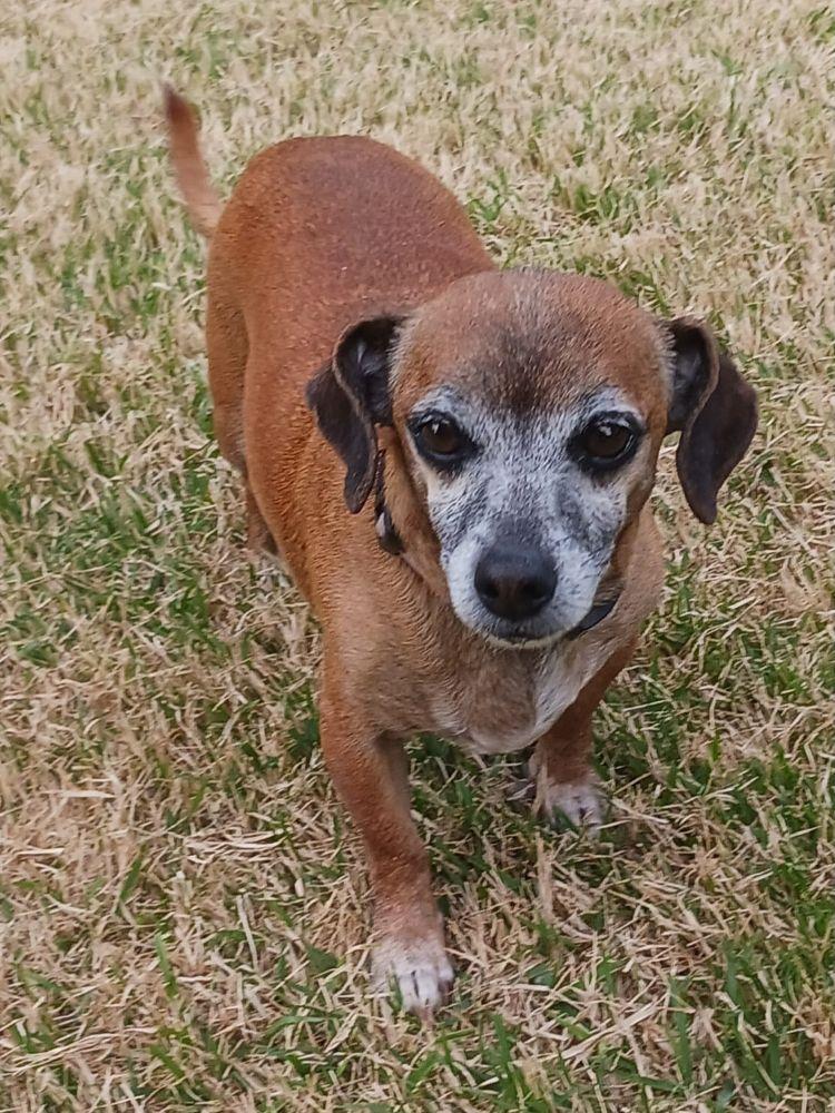 Enlarge Niko, a ADOPTABLE Dachshund in Carrollton, TX image 2/4