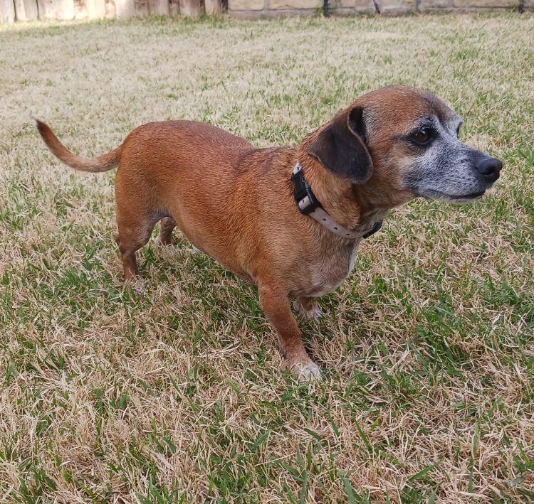 Enlarge Niko, a ADOPTABLE Dachshund in Carrollton, TX image 3/4