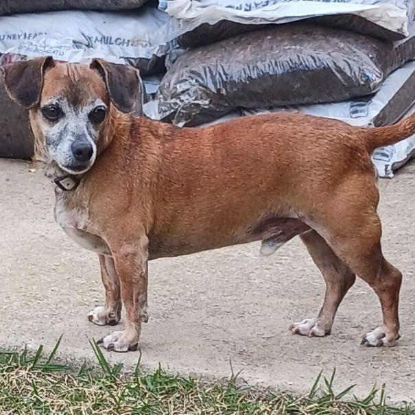 Enlarge Niko, a ADOPTABLE Dachshund in Carrollton, TX image 4/4