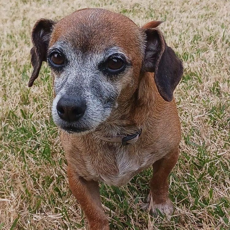 Niko, ADOPTABLE, Senior Male Dachshund.