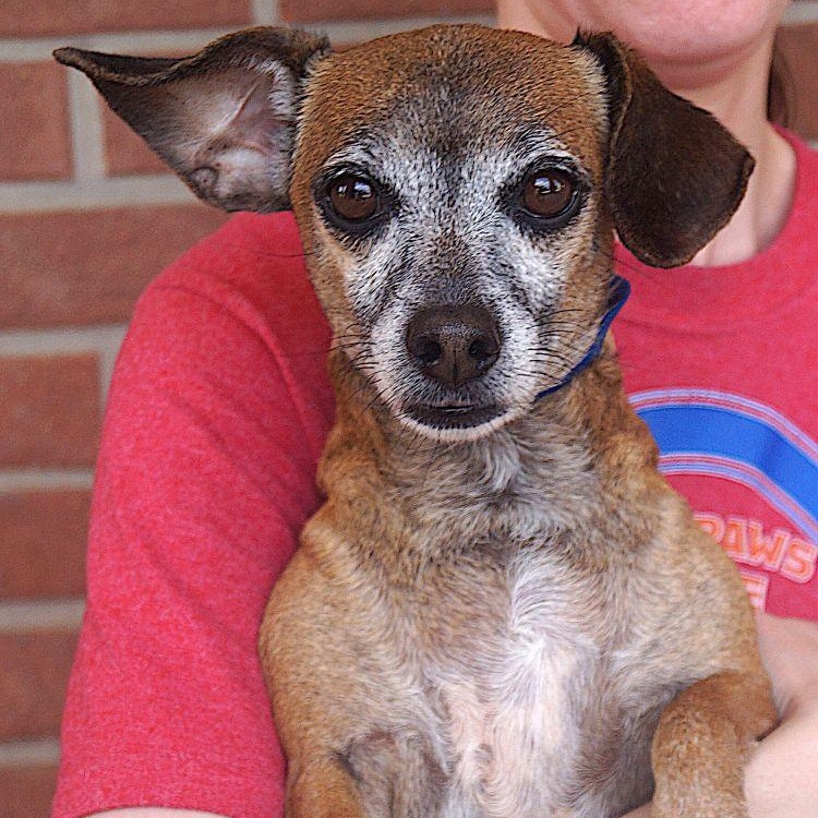 Niko, a ADOPTABLE Dachshund in Carrollton, TX image 1/2