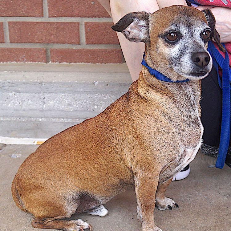 Niko, a ADOPTABLE Dachshund in Carrollton, TX image 2/2