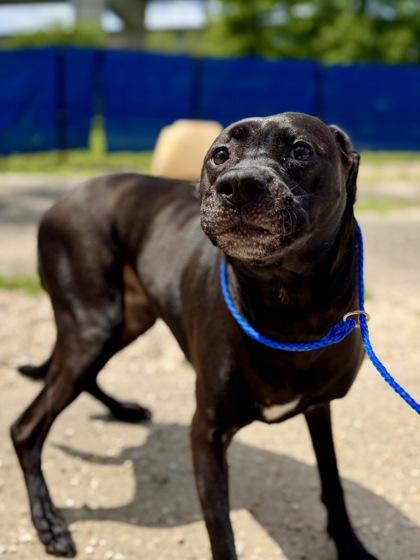Bee (AKA Boo), Adoptable, Adult Female Labrador Retriever & Mixed Breed.