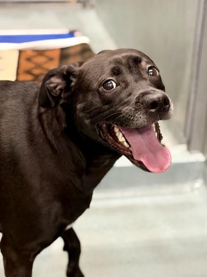 Bee (AKA Boo), a Adoptable mixed breed in New Orleans, LA image 2/2