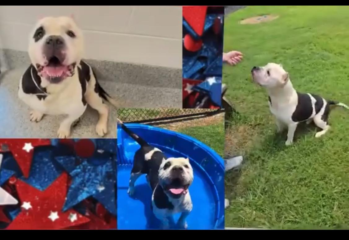 Koda thumbnail 2