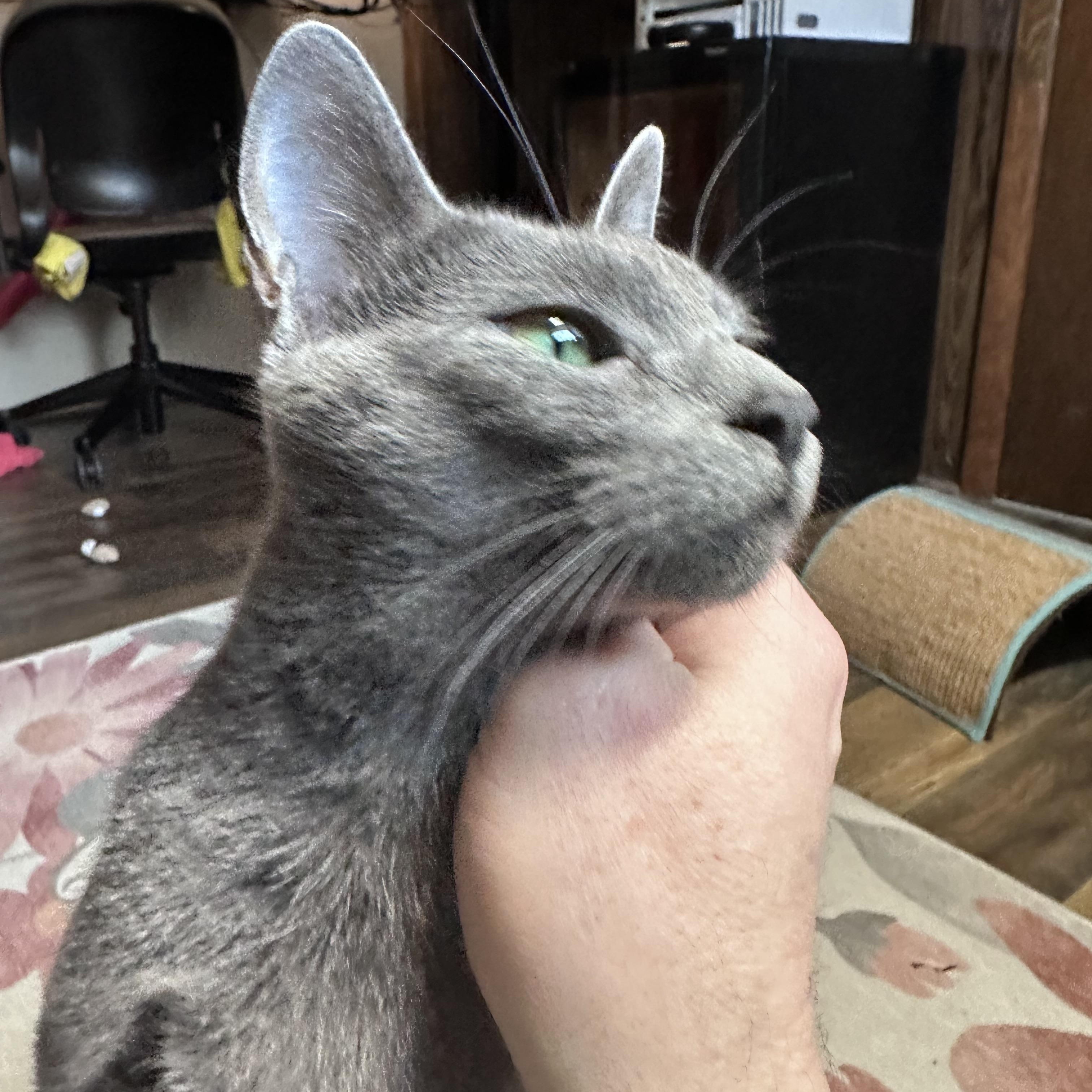 Enlarge Raven, a ADOPTABLE Domestic Short Hair in Warminster, PA image 4/6