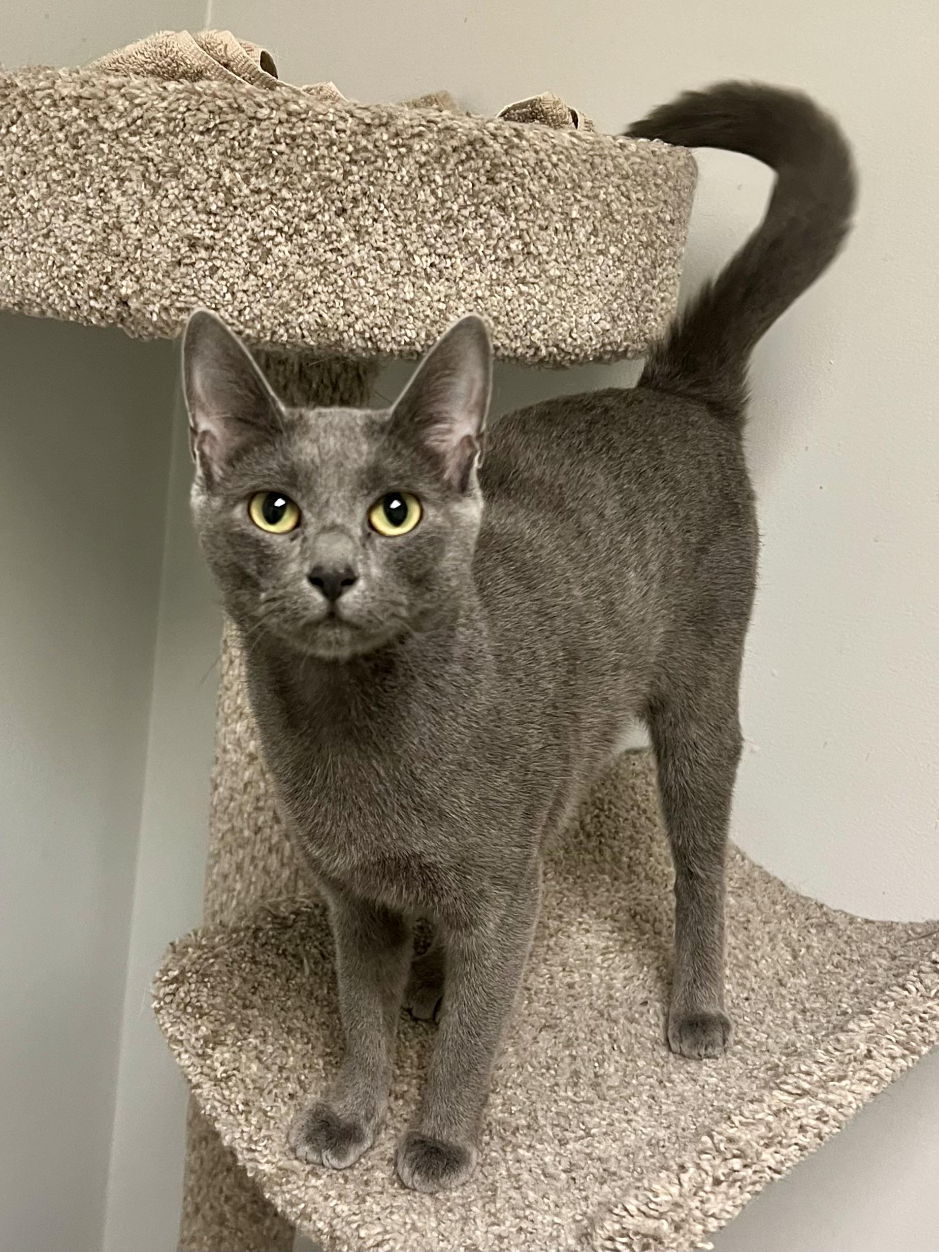 Enlarge Raven, a ADOPTABLE Domestic Short Hair in Warminster, PA image 5/6