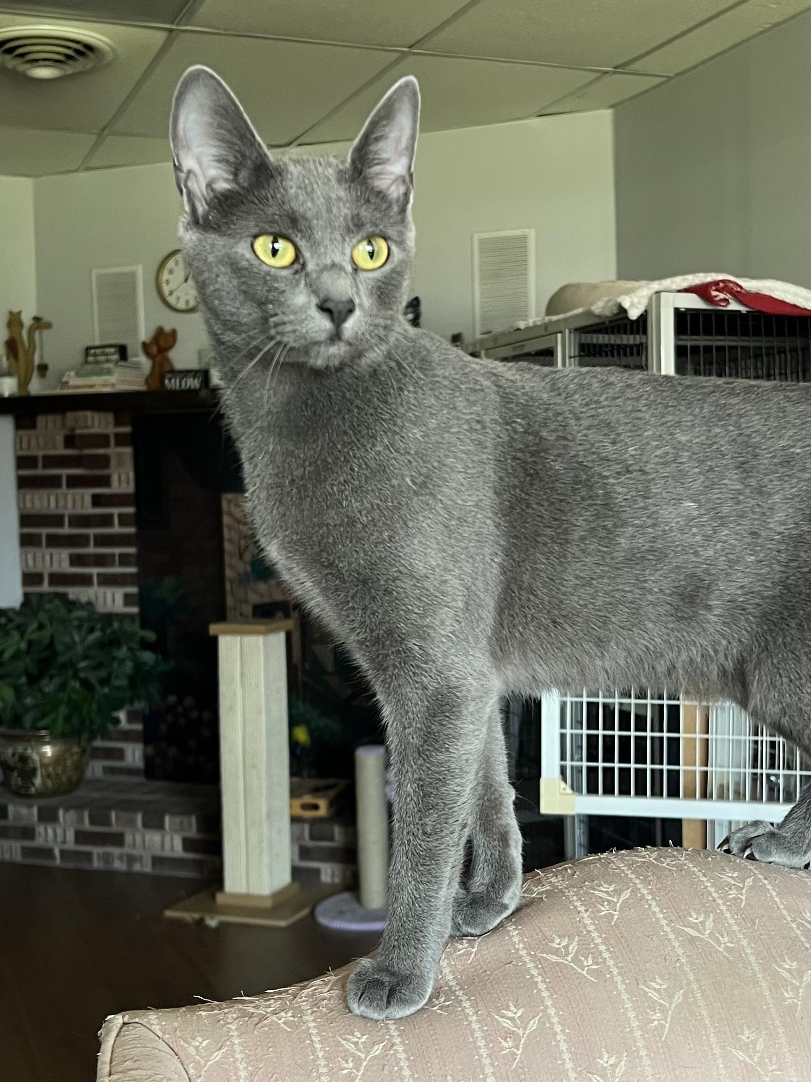 Enlarge Raven, a ADOPTABLE Domestic Short Hair in Warminster, PA image 6/6