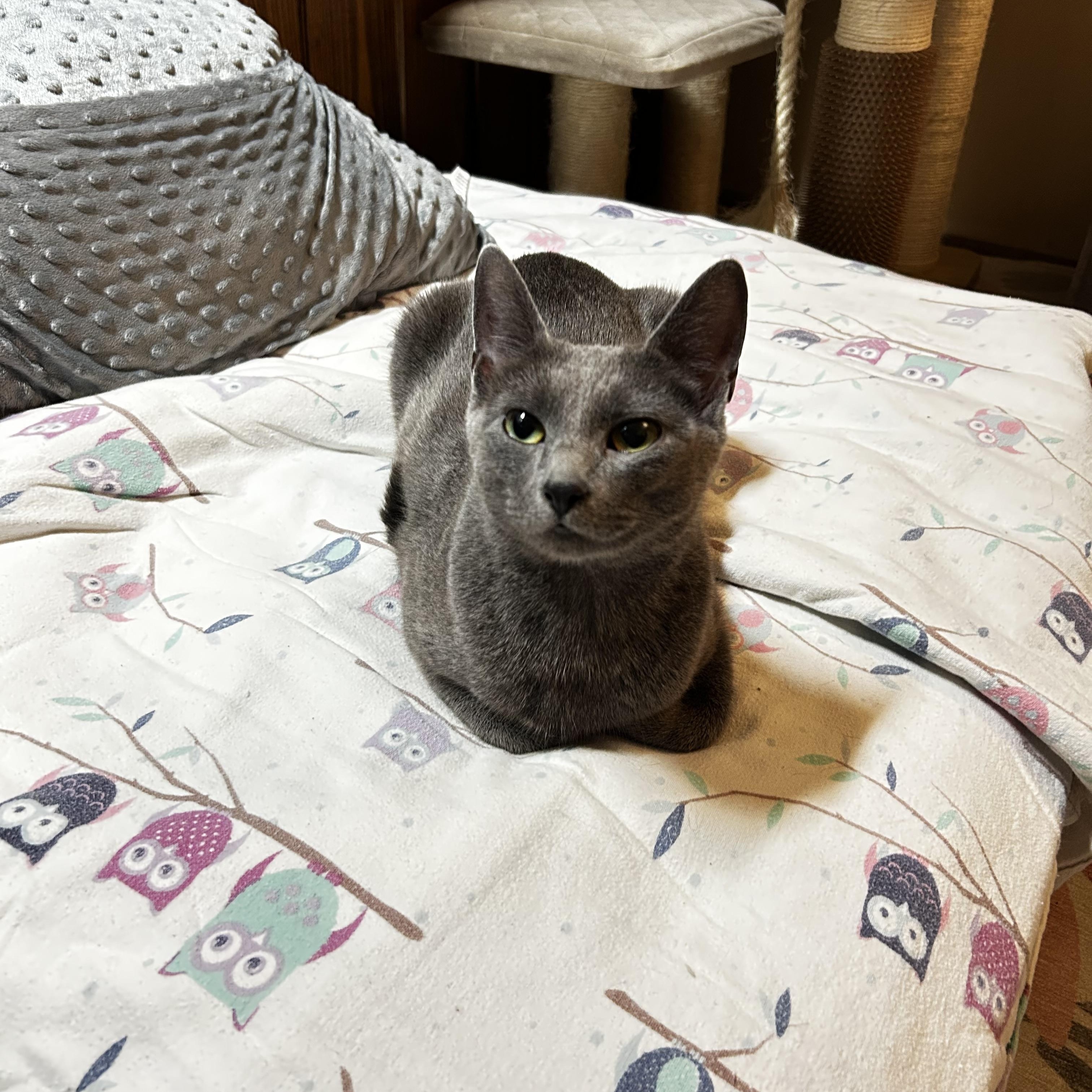Enlarge Raven, a ADOPTABLE Domestic Short Hair in Warminster, PA image 2/6