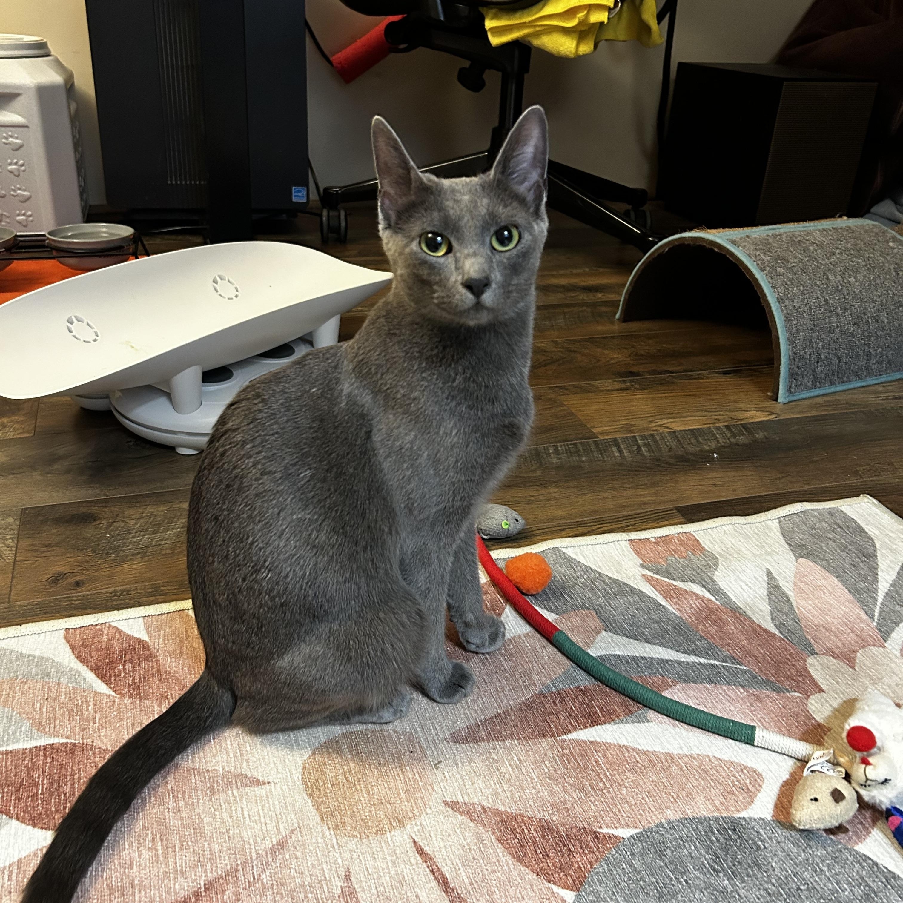 Enlarge Raven, a ADOPTABLE Domestic Short Hair in Warminster, PA image 1/6