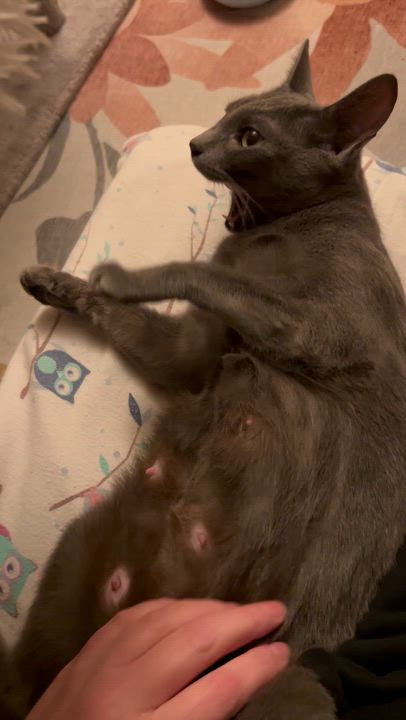 Enlarge Raven, a ADOPTABLE Domestic Short Hair in Warminster, PA video 3/6