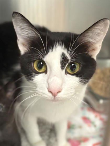 Ellery, Adoptable, Adult Female Domestic Short Hair & Domestic Short Hair.