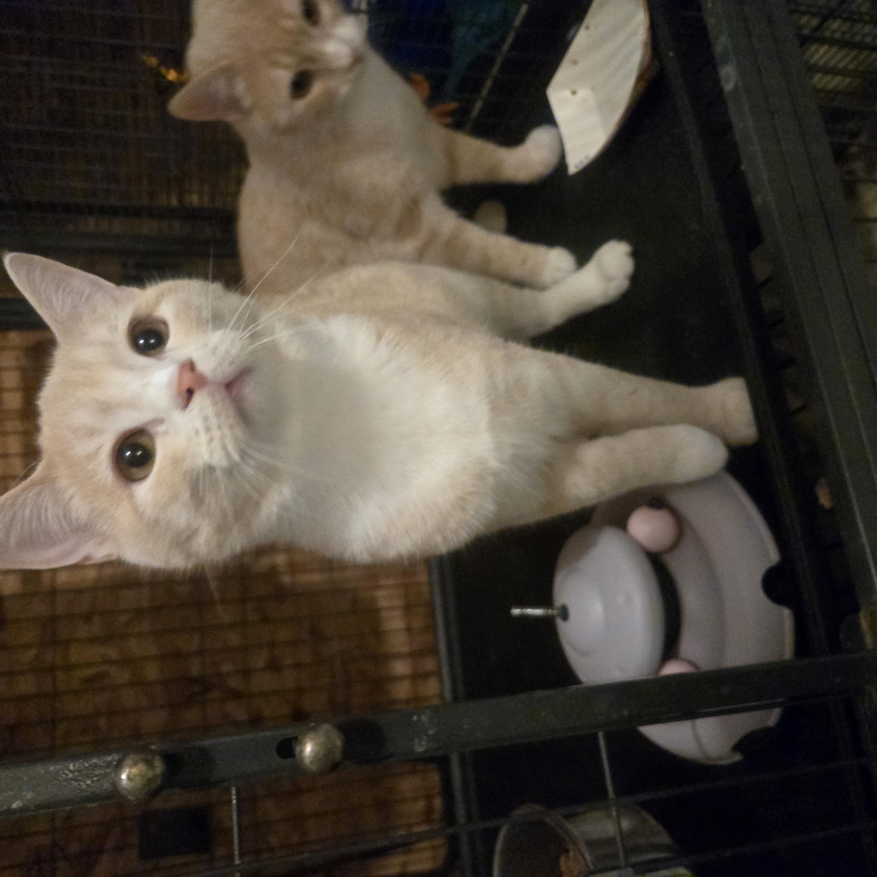 Enlarge Fruit Cake, an adopted Domestic Short Hair in Reeseville, WI image 2/2