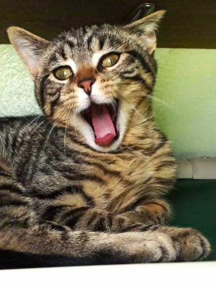 Henry Danger, Adoptable, Young Male Domestic Short Hair.