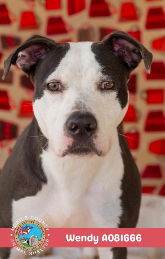 Enlarge WENDY, a Adoptable mixed breed in Mobile, AL image 1/1