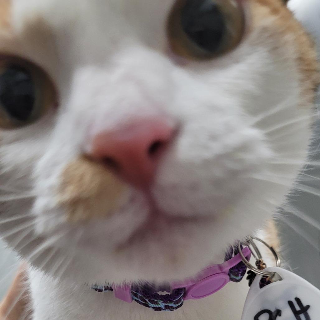 Horns, Adoptable, Adult Female Domestic Medium Hair.