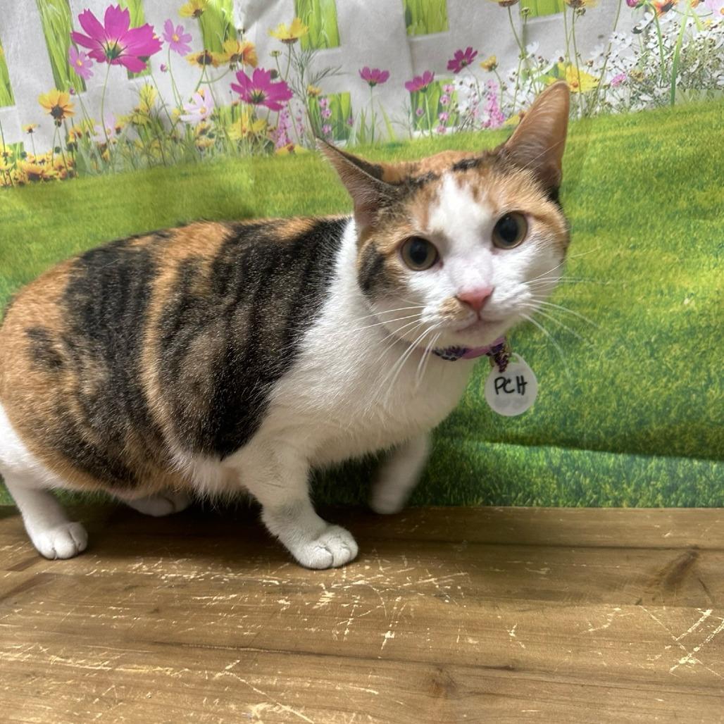 Enlarge Horns, a Adoptable Domestic Medium Hair in Normal, IL image 2/6