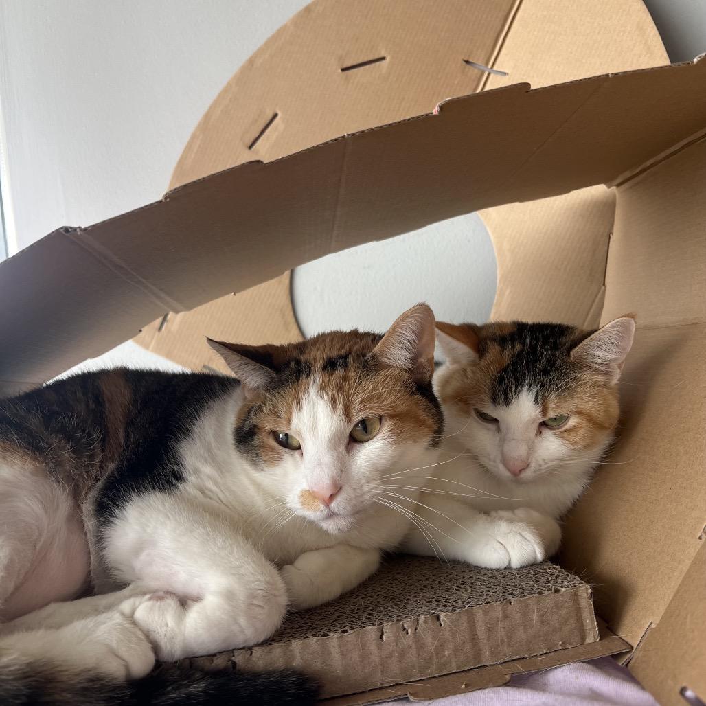 Enlarge Horns, a Adoptable Domestic Medium Hair in Normal, IL image 4/6